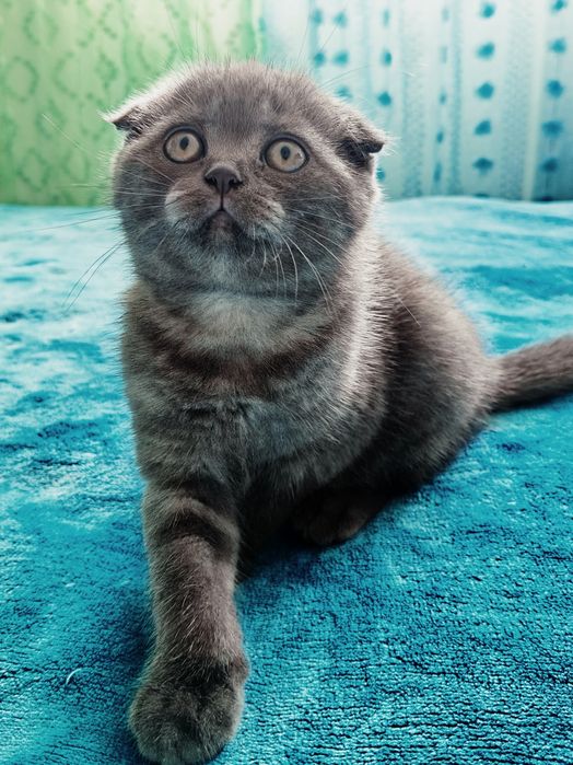 Fêmea Scottish Fold.