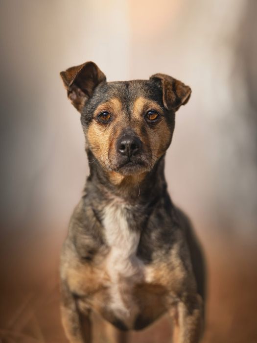 Mały wrażliwy uroczy Minio do adopcji