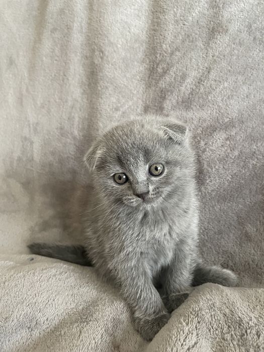 Кошенята шотландські висловухі, прямовухі Scottish Fold та Straight
