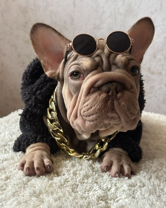 Мальчик французкого бульдога в окрасе изабелла