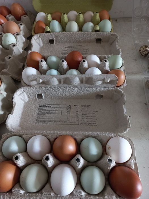 Jaja wiejskie z wolnego wybiegu, kolorowe