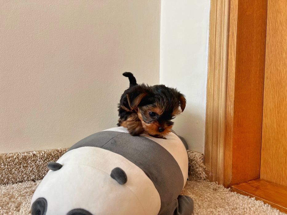 Найкращі йорки у нас! бейбі фейс і платина