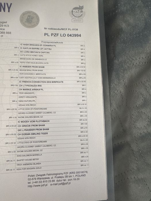 Kot brytyjczyk dlugowlosy z rodowodem 2024 r