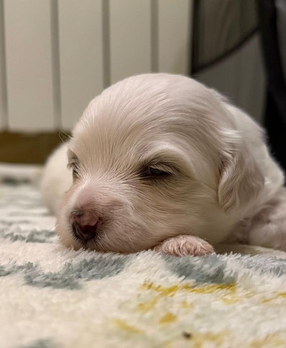 Maltańczyk , szczeniak