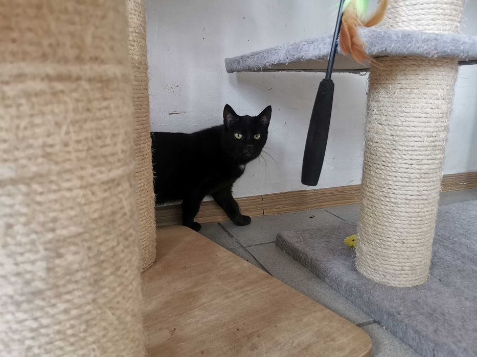 Urocza koteczka Huba