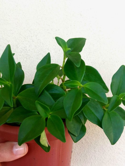 Planta Peperomia