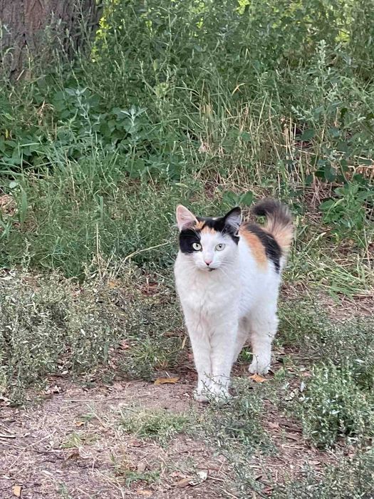 Чудові кошенята для щастя