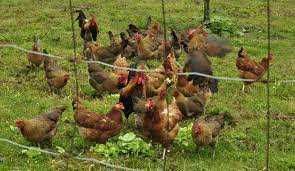 Kury nioski Rosa z wolnego wybiegu. Messa i Leghorn. Dowóz Gratis.