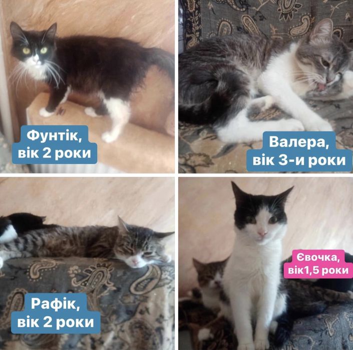 Котики мріють про нові сім‘ї!