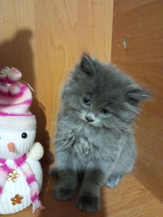 Британські чистокровні котята