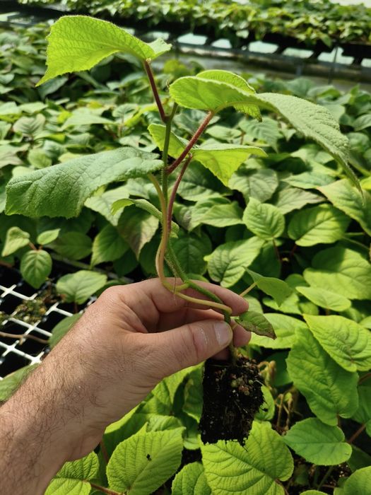 Plantas de kiwi Hayward
