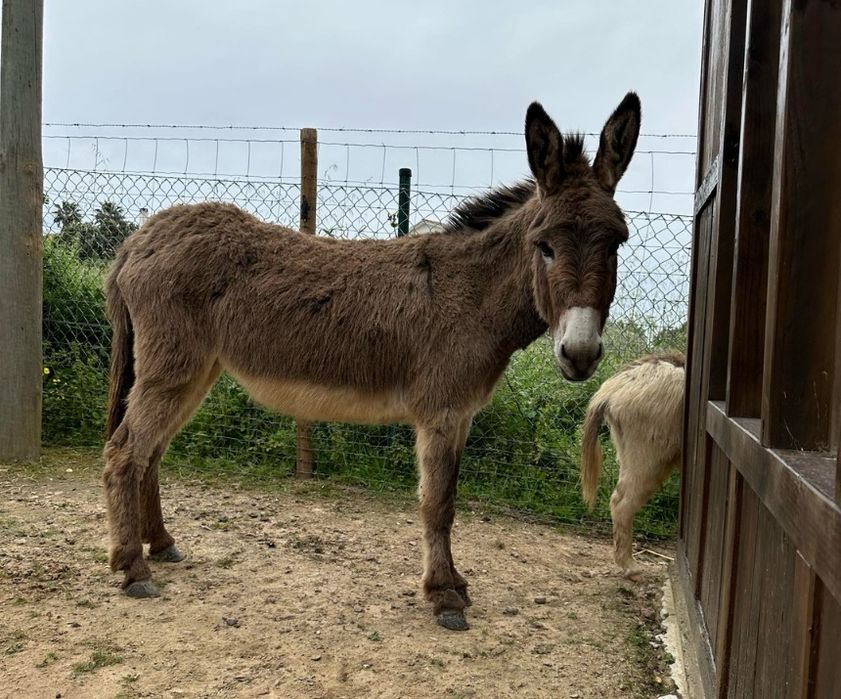 Burro macho de pelo castanho claro