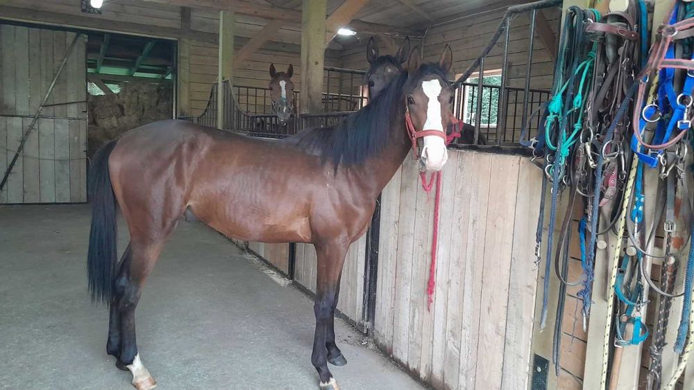 Ogier rasy małopolskiej Lambert