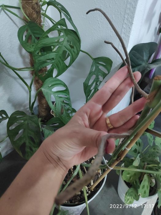 Cutting de Monstera Borsigiana Albomarginata 2 folhas