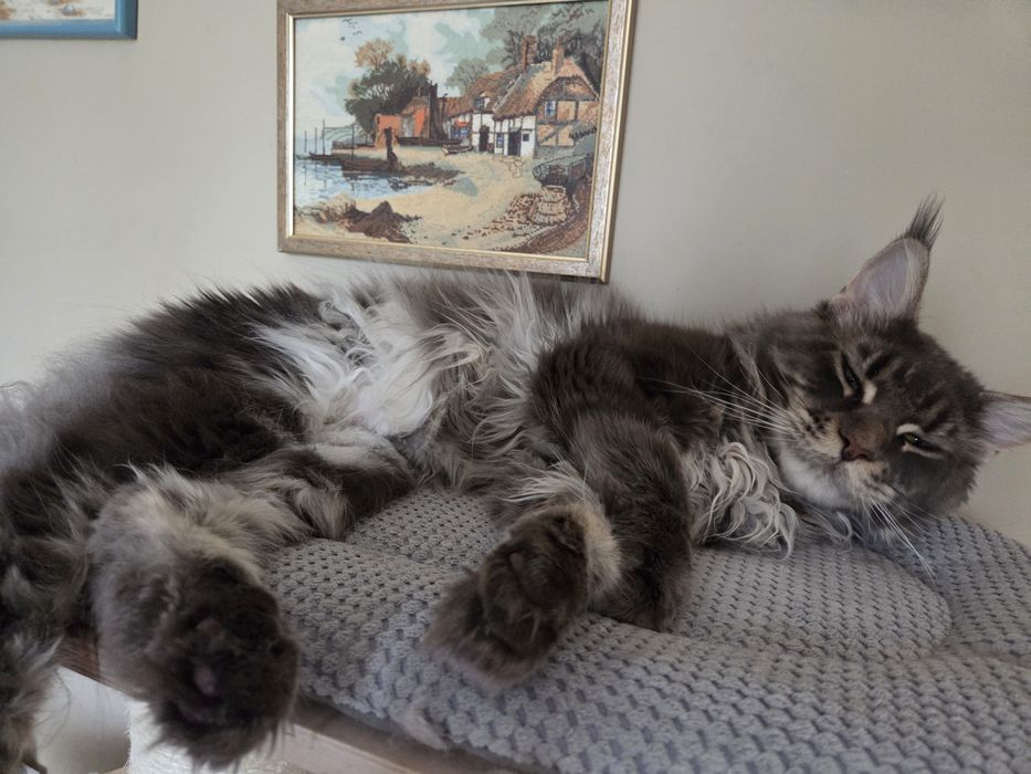Kocurek Maine Coon