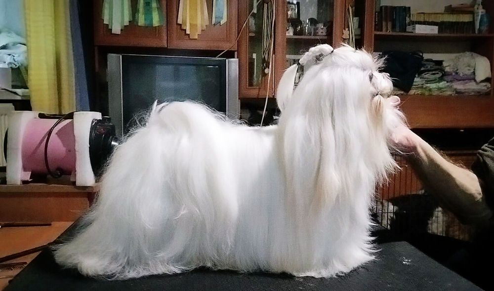 Мальчик для вязки FCI