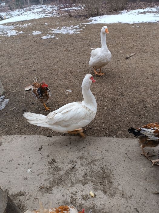 Продам молодого селезня немецкой белой