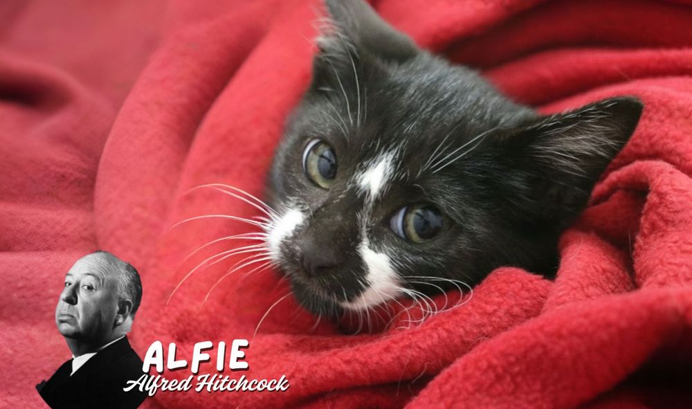 Gatinhos 2,5 meses para ADOÇÃO