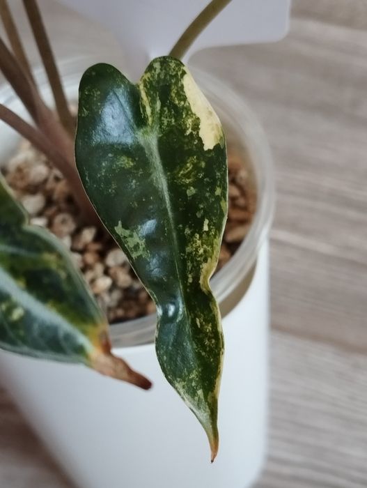 Alokazja Bambino Aurea