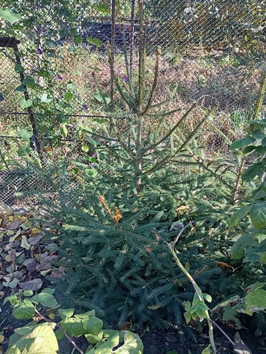 Продам елочку обычную новогоднюю