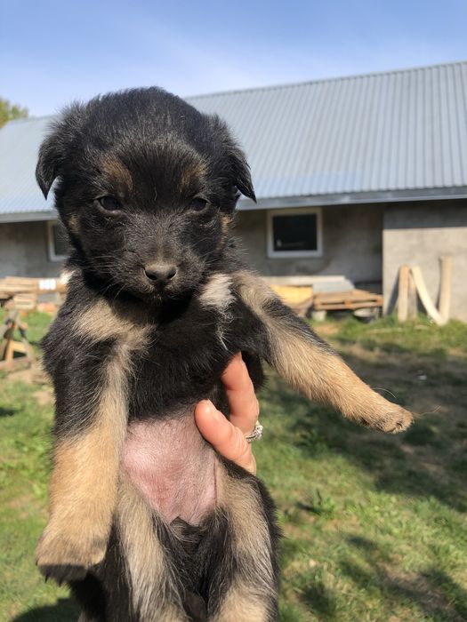 Віддам цуцика в добрі руки