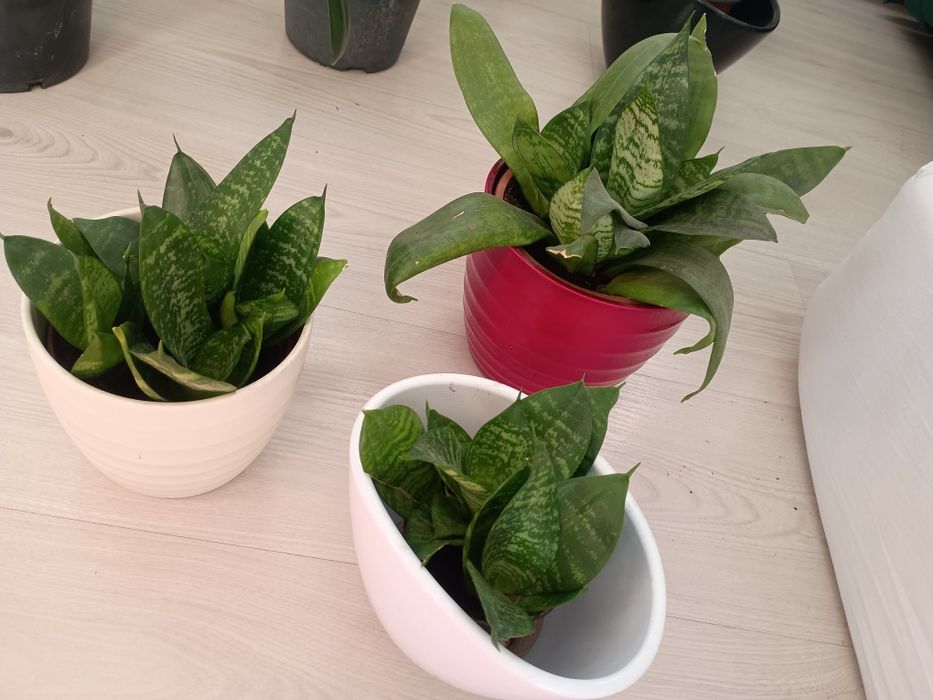 Kwiaty doniczkowe kliwia, fikus, sansewieria