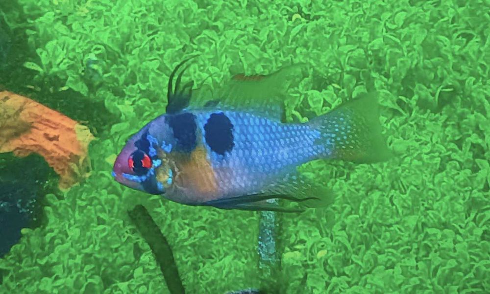Mikrogeophagus Ramirezi German Blue Macho XL (Fotos Reais)