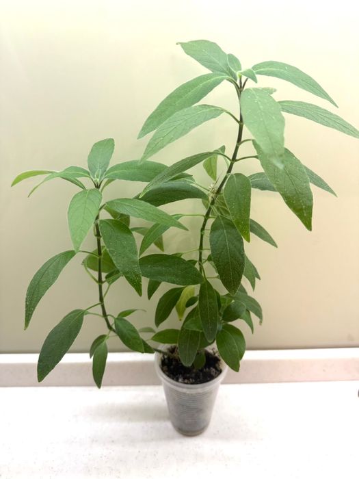 Церопегия, гинура, фиалка, руэлия, кактус