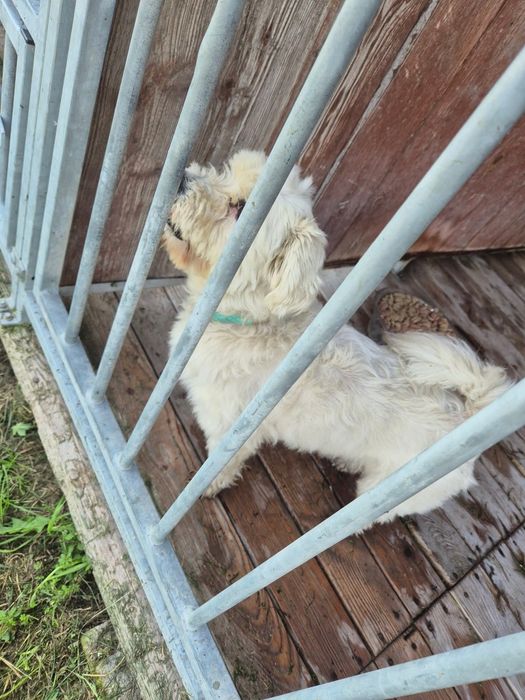 Piesek do adopcji!