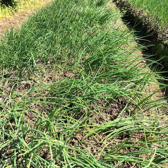 Cebolo de qualidade.