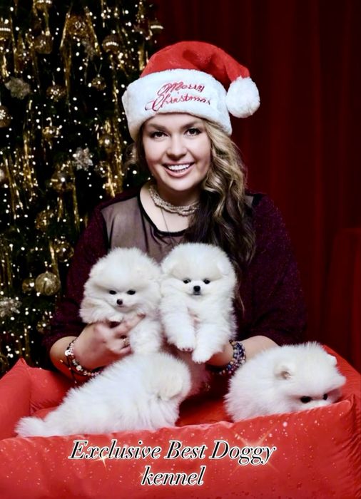 Реальний шик і ексклюзив. SUPER VIP цуценята.  Померанський шпіц