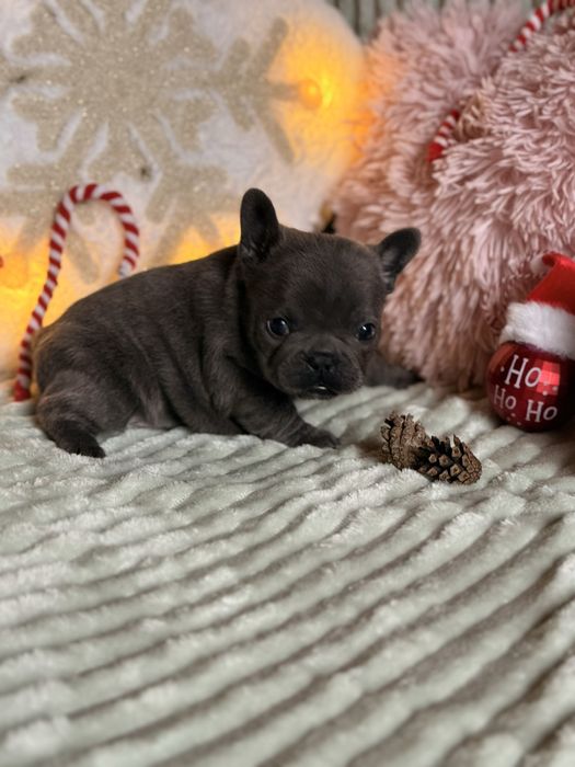 Buldog francuski do rezerwacji