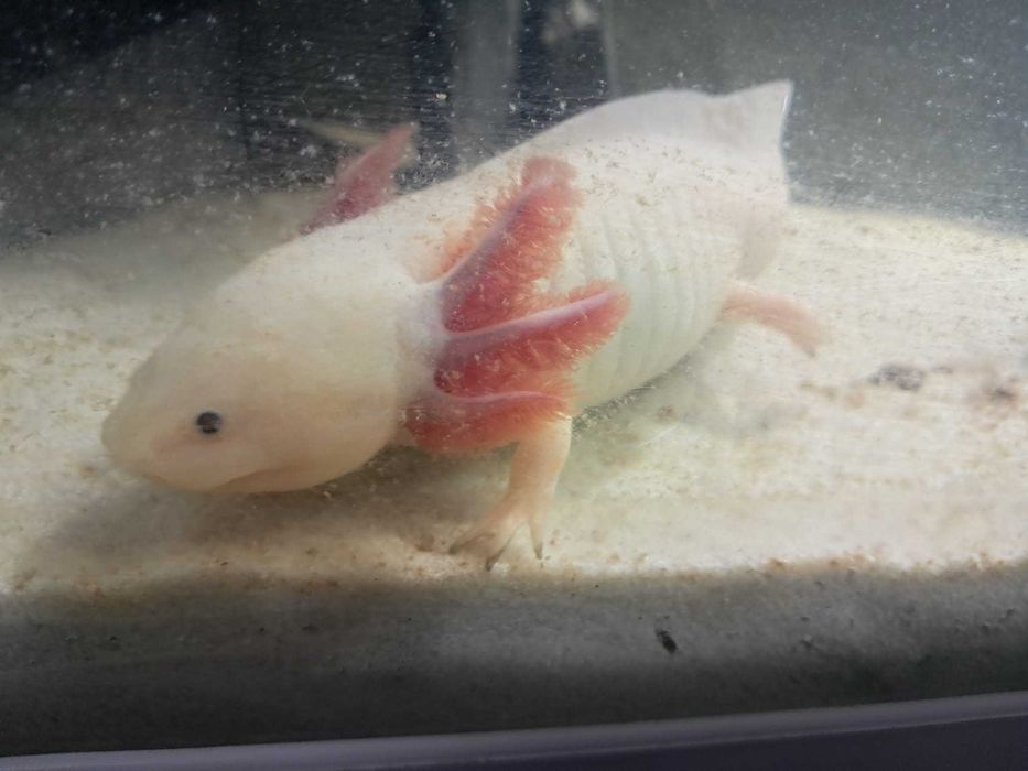 Axolotes adultos