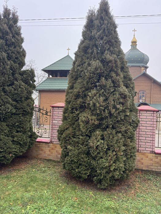 Продам Туї (6-5 м)