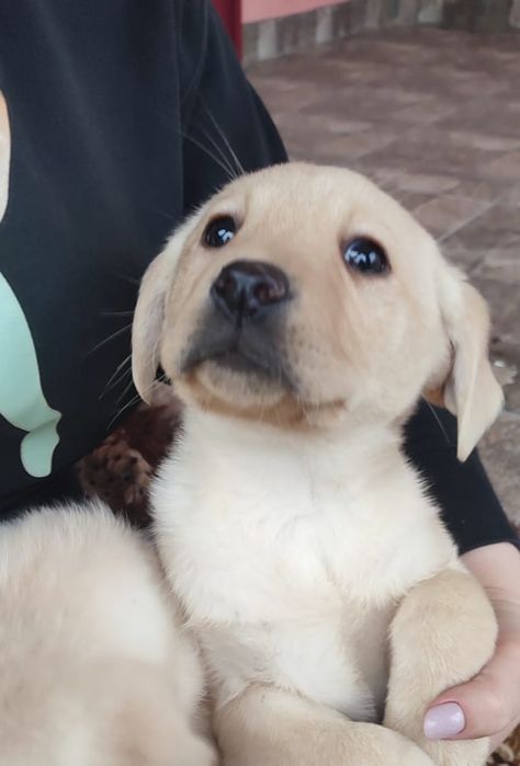 Лабрадор Ретривер