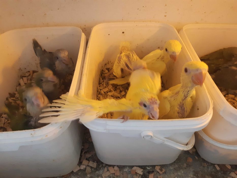 PAPUGA ALEKSANDRETTA obrożna ręcznie karmiona