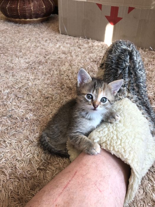 Кошеня безкоштовно