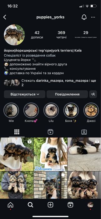 Дітлахи йорки