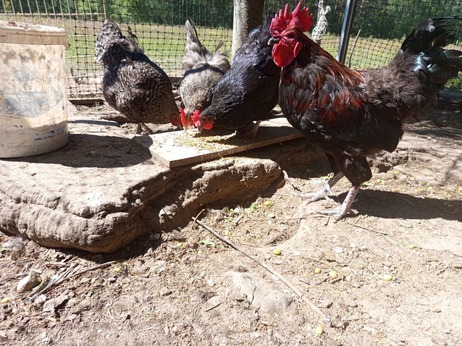 Stadko kur Marans 6 + 1 / czerwona skorupa