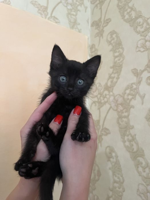 Котики в добрі руки мама висловуха