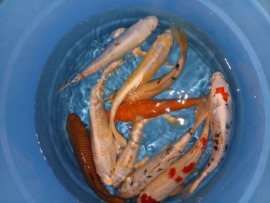 Carpas koi selecção premium