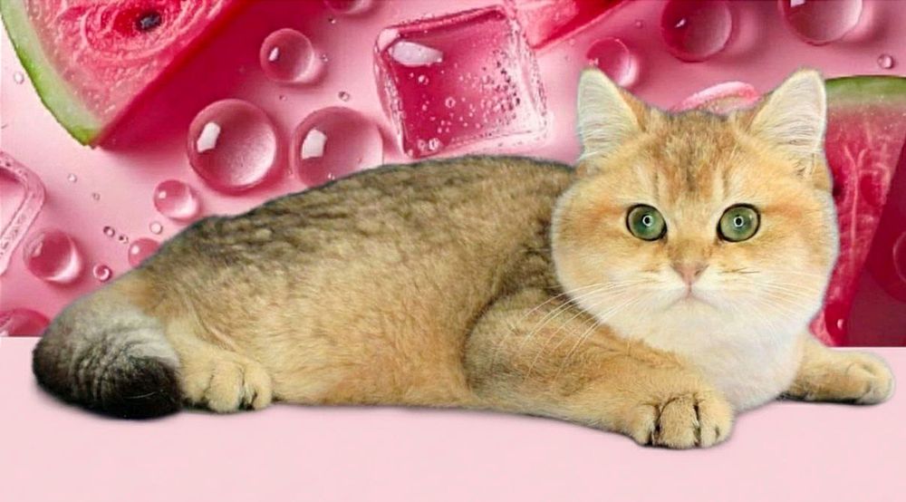 Красавчик  мальчик  британская шиншилла золотая