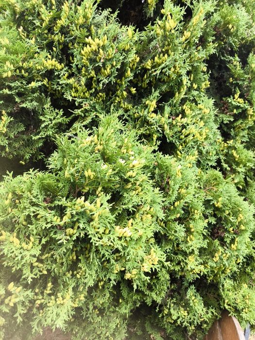 Soliter, drzewo, thuja