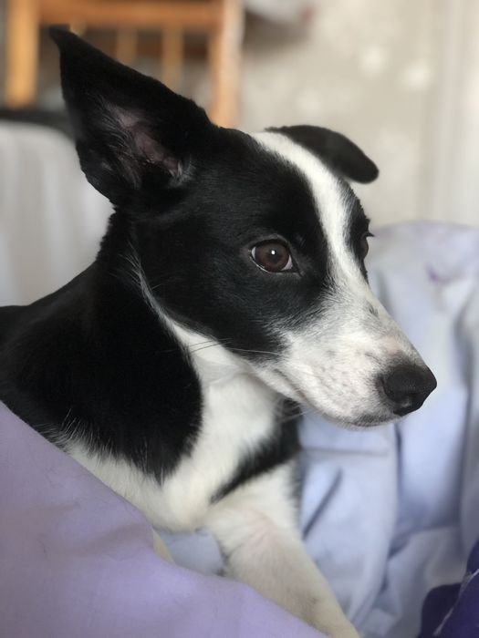 Віддам собаку, дівчинка