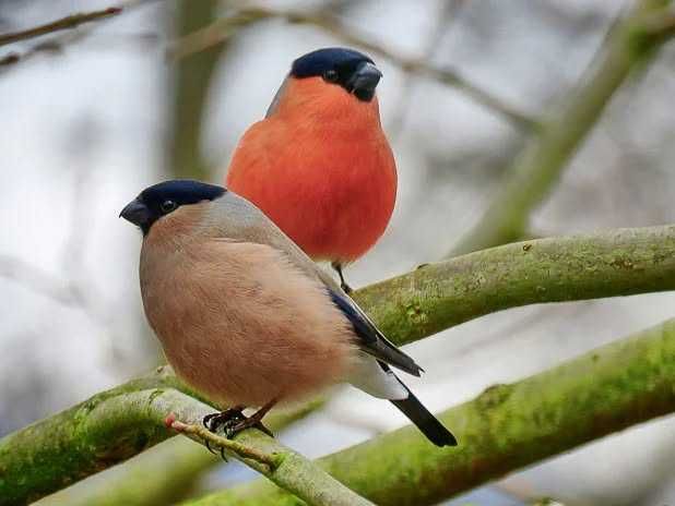 Aves anilhadas 2025/2026 (varias aves)