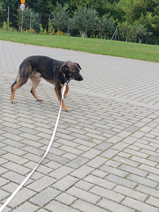 Gapcio do pilnej adopcji!
