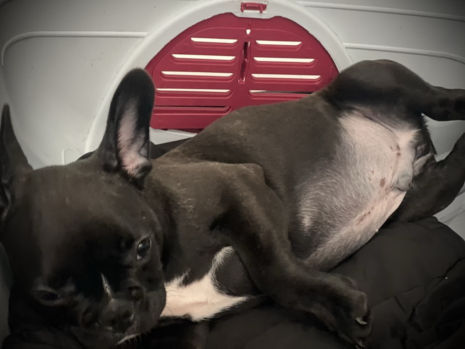 Bulldog frances