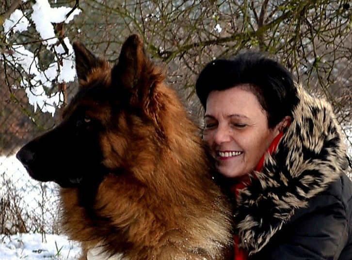 Owczarek niemiecki długowłosy POTĘGA