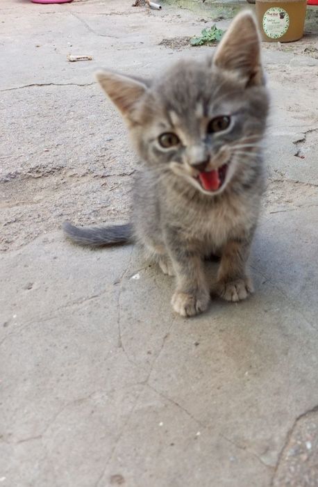 отдаются котята 3