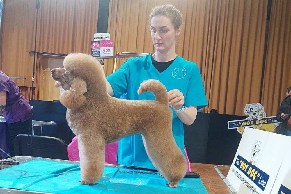 Pudel miniaturowy chłopiec ZKwP FCI